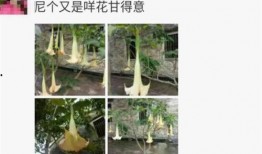 最新植物爆料,绿色奇迹与生命奥秘